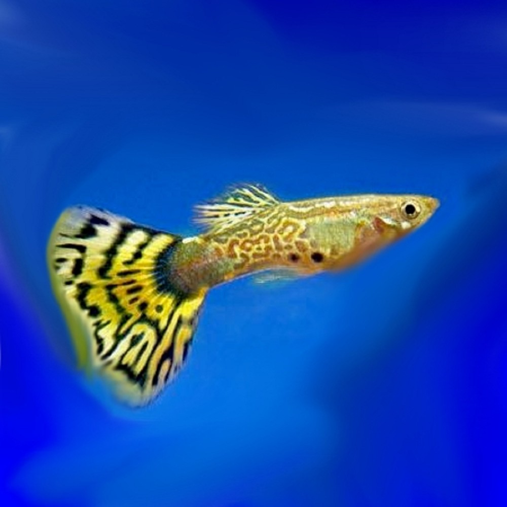 Poecilia ret. Guppy yellow gold cobra M - Guppy - Jarathana